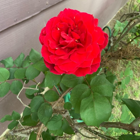 Meet your Posher, Allison - Picture 6 of 9